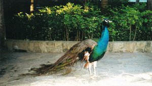 Peacock at Hotel