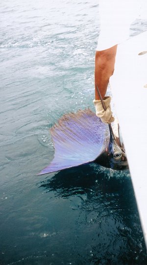 Landing the sailfish