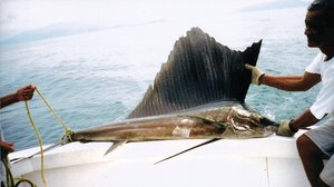 Sailfish on display