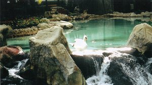 Swan by waterfall