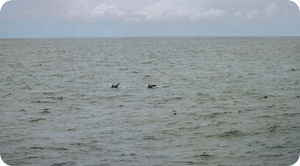 Porpoises