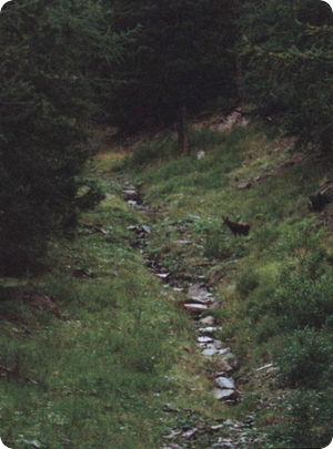 Chamois on logging cut