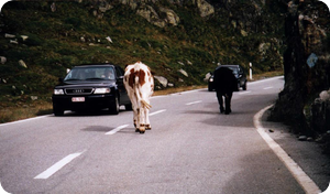 Rush Hour!