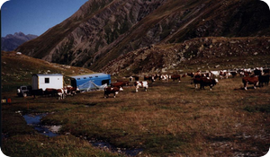 Mobile Cheese Unit